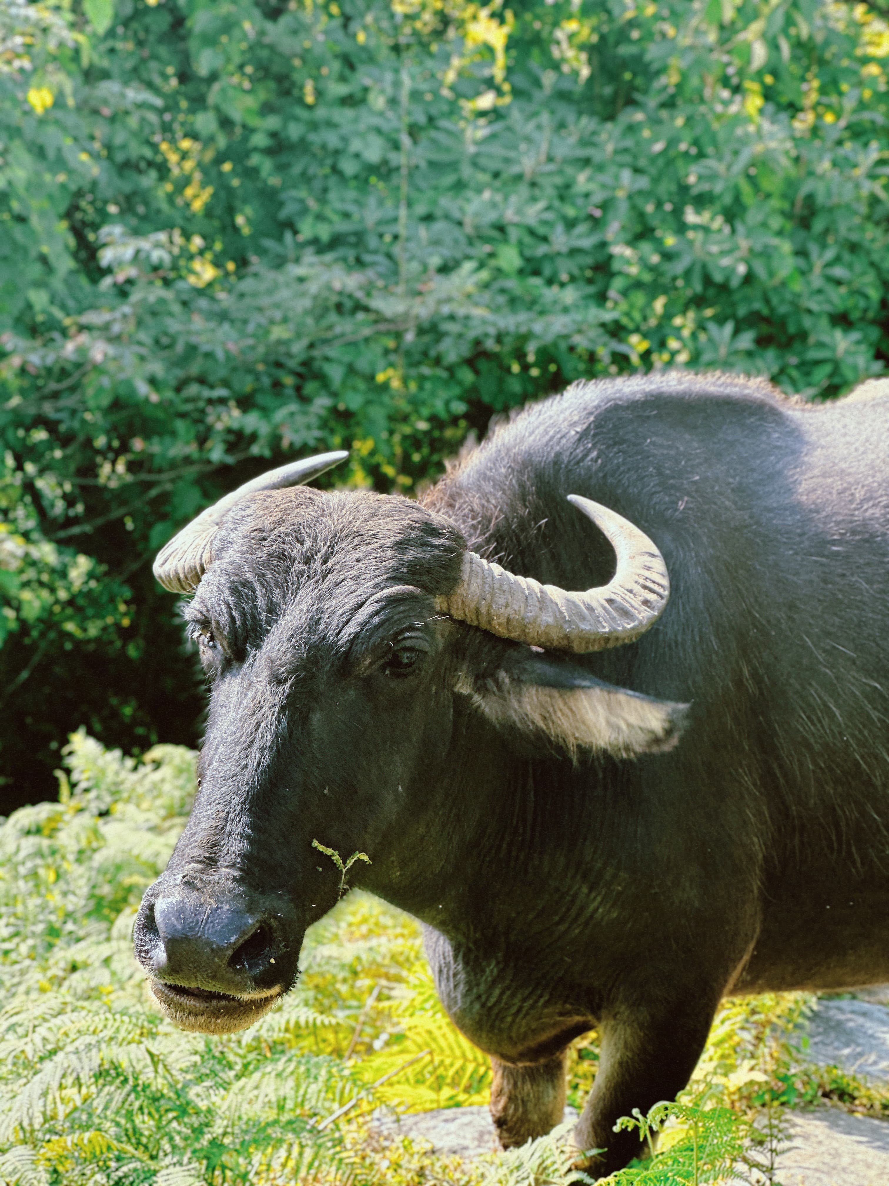 Scene from Nepal