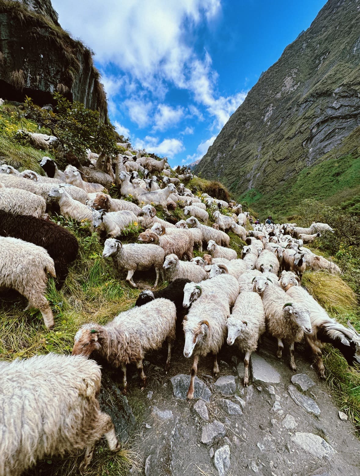 Sheep! Everywhere! All at once!